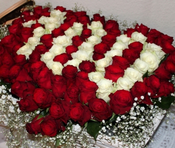 czerwone i białe róże ułożóne w liczbę 100